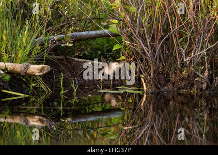 Sora Foto Stock