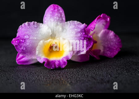 Orchidea viola dendrobium con rugiada su sfondo nero, primo piano Foto Stock