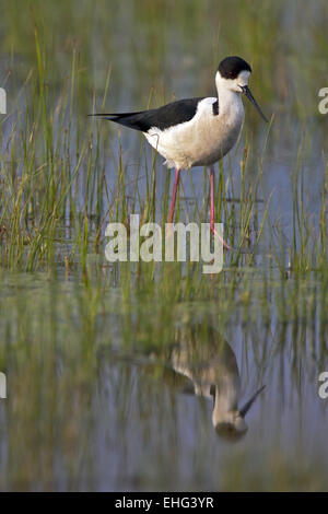 Black-winged Stilt, Himantopus himantopus Foto Stock