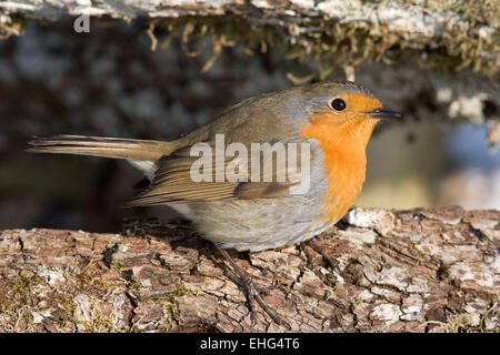 Pettirosso Foto Stock