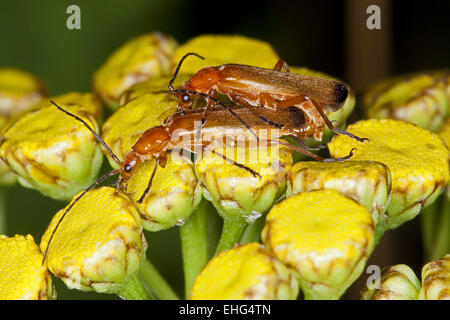 Comune soldato rosso beetle, Rhagonycha fulva Foto Stock