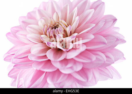 Dahlia 'Gallery La Tour' Fiore testa su sfondo bianco Foto Stock