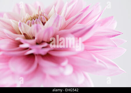 Dahlia 'Gallery La Tour' Fiore testa su sfondo bianco Foto Stock