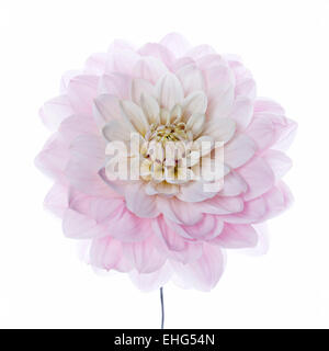 Dahlia 'Gallery La Tour' Fiore testa su sfondo bianco Foto Stock