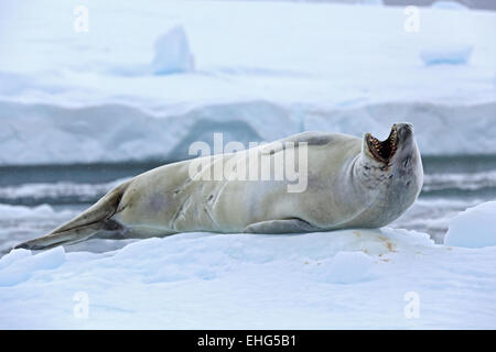 Guarnizione Crabeater, (Lobodon carcinophaga) tirato fuori sul flusso di ghiaccio, Penisola Antartica, Antartide Foto Stock