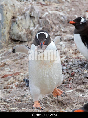 Pinguino Gentoo portando una roccia per il suo nido in Antartide, Penisola Antartica Foto Stock