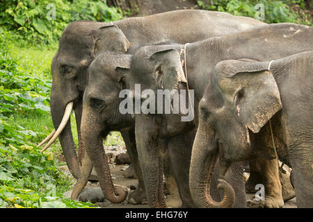 Sumatra Sumatra Indonesia elefanti in via di estinzione Foto Stock