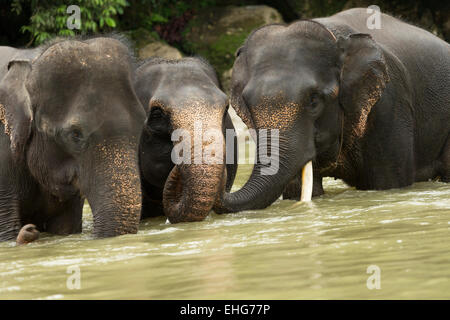 Sumatra Sumatra Indonesia elefanti in via di estinzione Foto Stock