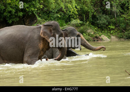 Sumatra Sumatra Indonesia elefanti in via di estinzione Foto Stock