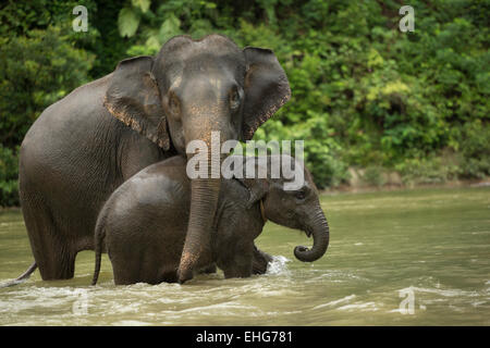 Sumatra Sumatra Indonesia elefanti in via di estinzione Foto Stock