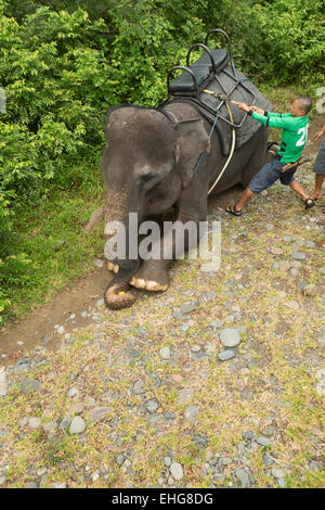 Sumatra Sumatra Indonesia elefanti in via di estinzione Foto Stock