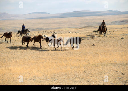 Wild libero cavallo della Mongolia Mongolia paesaggio Asia Foto Stock