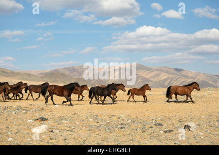 Wild libero cavallo della Mongolia Mongolia paesaggio Asia Foto Stock