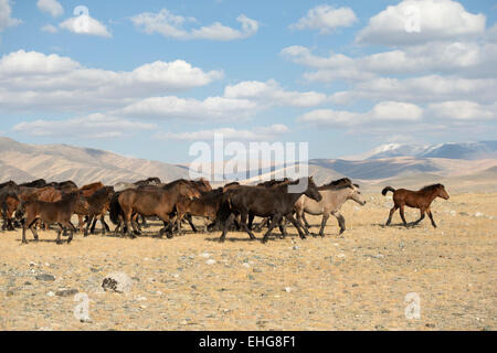 Wild libero cavallo della Mongolia Mongolia paesaggio Asia Foto Stock