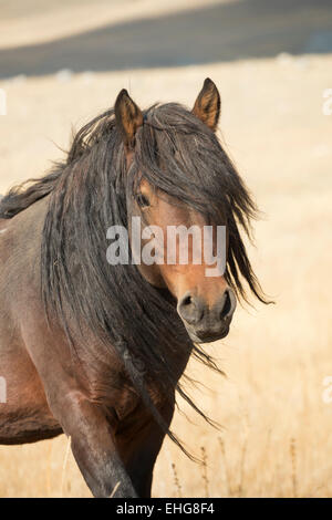 Wild libero cavallo della Mongolia Mongolia paesaggio Asia Foto Stock