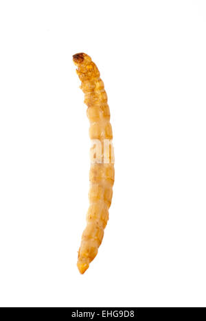 Farina gialla worm Foto Stock