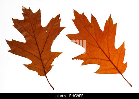 Il nord di quercia rossa / champion quercia (Quercus rubra / Quercus borealis) close up di foglie in marrone colori autunnali, nativo per gli Stati Uniti Foto Stock