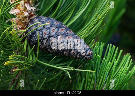 Bosniaco pine (Pinus heldreichii / Pinus leucodermis) close up di pigna e aghi, Bosnia Foto Stock