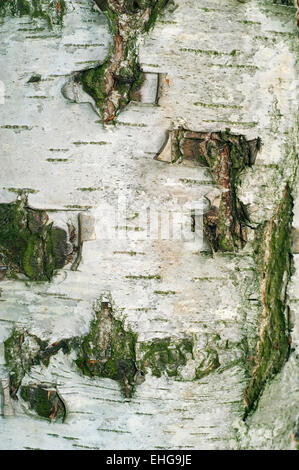 Argento / betulla europeo betulla bianco / presenta verrucosa betulla (Betula pendula) vicino di corteccia Foto Stock
