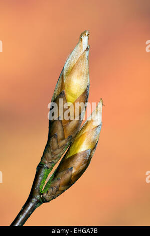 Faggio europeo / comune faggio (Fagus sylvatica) close up ramoscello con boccioli di apertura Foto Stock