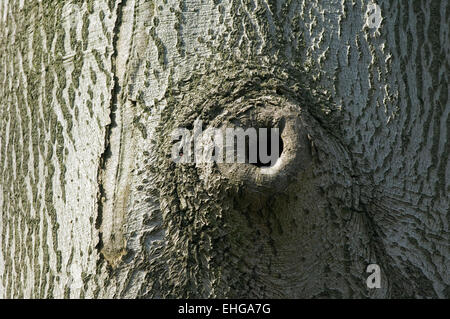 La potatura di cicatrice offerta di cavità di nidificazione in faggio europeo / comune faggio tronco (Fagus sylvatica) Foto Stock