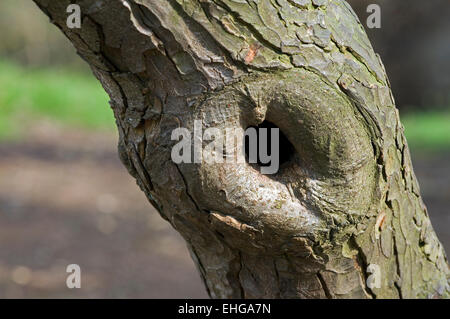 La potatura di cicatrice offerta di cavità di nidificazione in faggio europeo / comune faggio tronco (Fagus sylvatica) Foto Stock