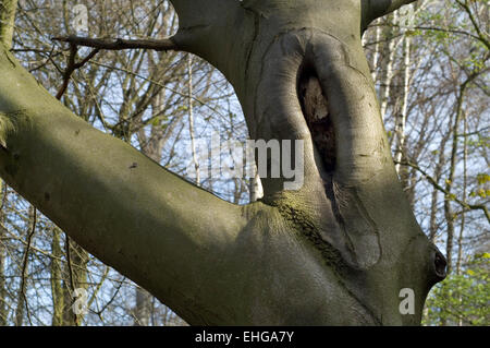 La potatura di cicatrice offerta di cavità di nidificazione in faggio europeo / comune faggio tronco (Fagus sylvatica) Foto Stock