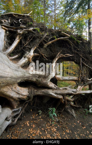 Sradicati Europeo di faggio (Fagus sylvatica) esporre le sue radici di albero a causa di forti venti di tempesta uragano Foto Stock