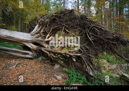 Sradicati Europeo di faggio (Fagus sylvatica) esporre le sue radici di albero a causa di forti venti di tempesta uragano Foto Stock