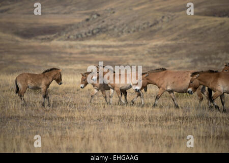 Przewalski Takhi Wild Horse Mongolia libera la fauna selvatica Foto Stock