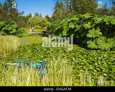 Stagni paesaggistici con ninfee, Van Dusen Giardino Botanico, Vancouver, BC, Canada Foto Stock