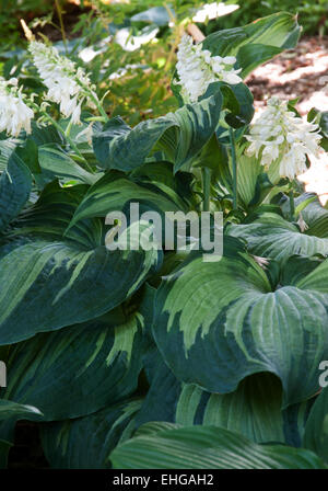 Hosta angelo custode Foto Stock