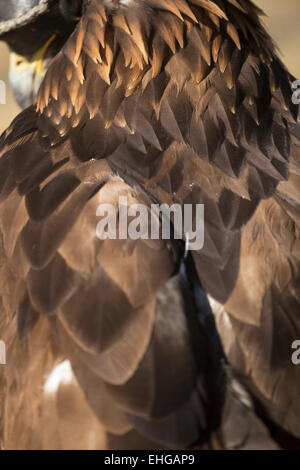 Golden Eagle festival Mongolia la tradizione di uccelli selvatici Foto Stock