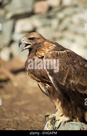 Golden Eagle festival Mongolia la tradizione di uccelli selvatici Foto Stock