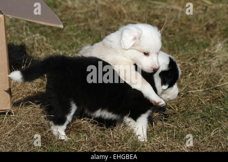 gioco dei cuccioli Foto Stock