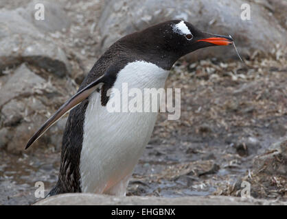 Pinguino Gentoo (Pygoscelis papua) portante una piuma per il suo prossimo, Penisola Antartica, Antartide Foto Stock