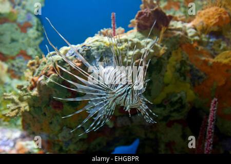 Leone velenosi in acquario, Pterois Foto Stock