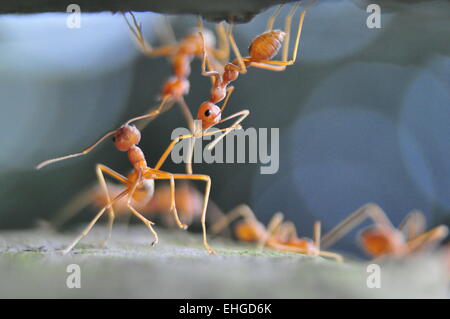 Formica rossa Foto Stock