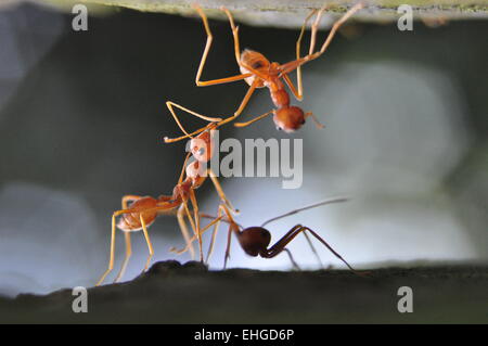 Formica rossa Foto Stock