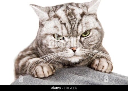 Bella British Shorthair cat Foto Stock