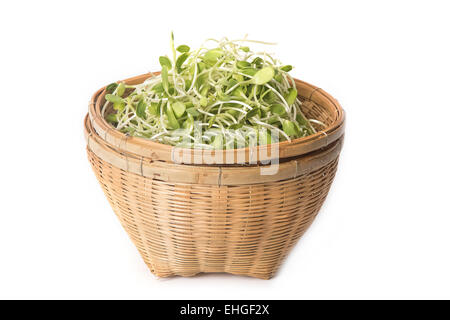 Green giovani germogli di semi di girasole nel cestello Foto Stock