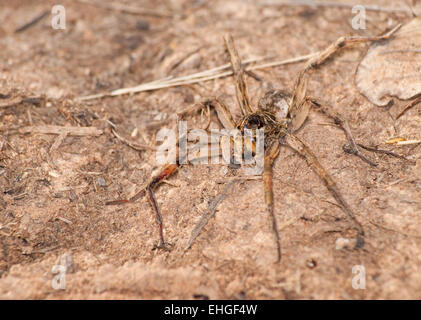 Scavando Wolf Spider, Geolycosa, nel suo ambiente naturale Foto Stock