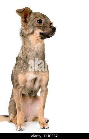 Un cane di piccola taglia in appoggio su sfondo bianco Foto Stock