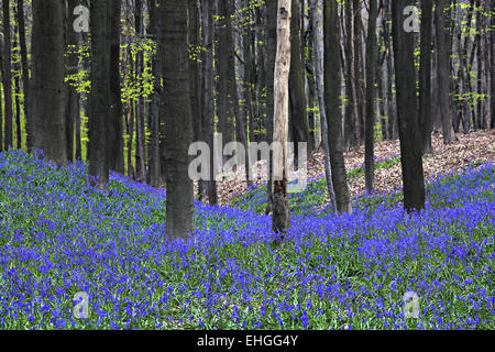 Bluebells nel bosco di spiaggia, Halle, Belgio Foto Stock