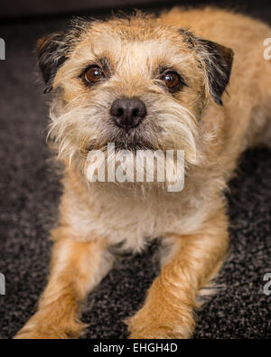 Una fotografia di un Border Terrier cane Foto Stock