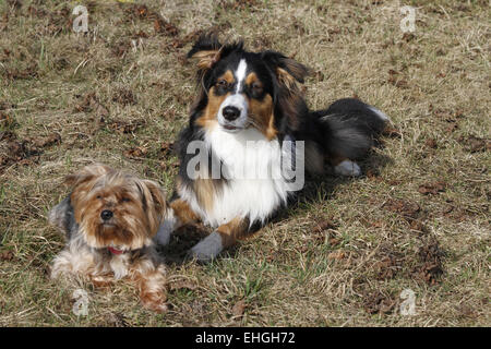 Pastore australiano e mongrel Foto Stock