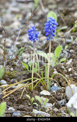 Giacinto di uva, Muscari botryoides Foto Stock