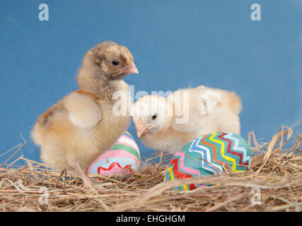 Due adorabili pulcini di Pasqua nel fieno con colorati dipinti uova Foto Stock