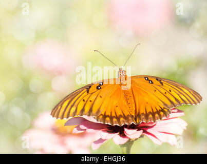 Immagine da sogno di un Golfo Fritillary butterfly Foto Stock