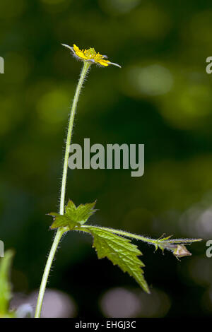 Legno, avens Geum urbanum Foto Stock